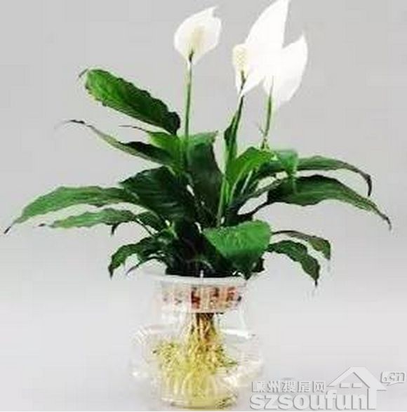 DHD151123135030.png